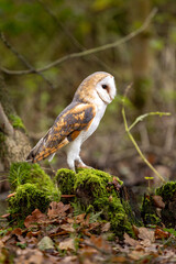 A barn owl sits on a moss-covered trunk in the autumn forest