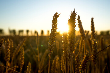 Ears of wheat at sunset