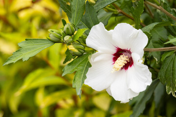 Hibiscus - white flower detail on blurred leaves background