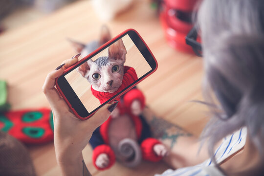 Woman taking cell phone picture of Sphynx cat wearing pullover