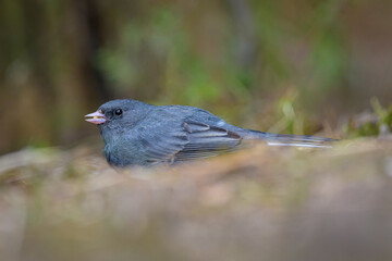 Dark-eyed Junco gray bird standing on the ground at dusk with seed