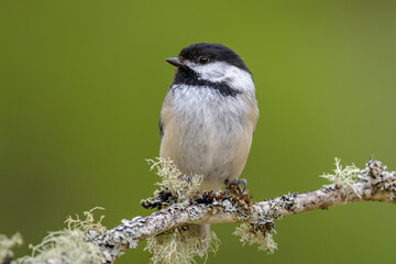 Black-capped Chickadee bird perched on branch with green background © Stephen A. Waycott