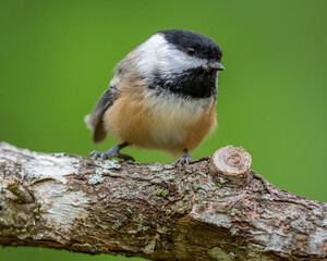 Black-capped Chickadee bird perched on branch with green background