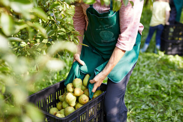 Organic farmers harvesting williams pears
