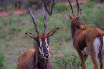 Pretty specimen of a black antelope (Sable) in the bush of South Africa