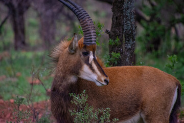 Pretty specimen of a black antelope (Sable) in the bush of South Africa