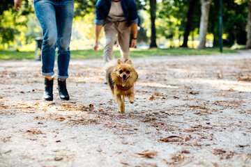 Dog running on a path in a park - obrazy, fototapety, plakaty