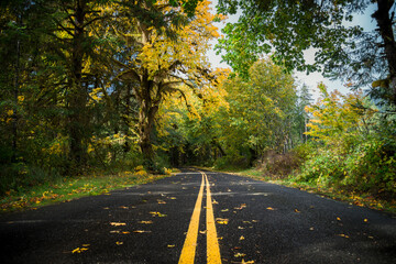 USA, Washington State, Hoh Rain Forest, Road in autumn