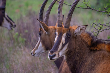 Pretty specimen of a black antelope (Sable) in the bush of South Africa