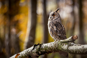 A long-eared owl sits quietly on a birch branch in the autumnal forest. The white color of the trunk matches the animal's plumage.