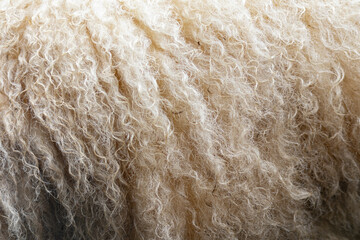 Wallisian sheep wool detail - closeup