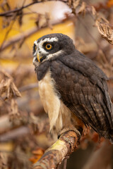 A wonderful animal. The spectacled owl sits on a branch and looks out into the autumnal forest. The distinctive plumage on its face gives it its name.