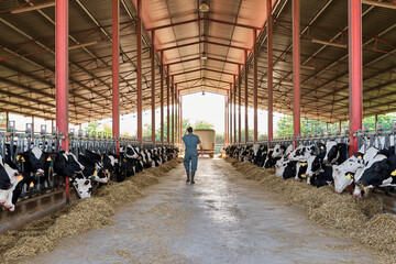 Farmer walking in cattle surrounded by herd of cows - obrazy, fototapety, plakaty