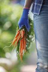 Woman holding bunch of carrots
