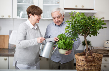 Senior couple watering potted plants in kitchen