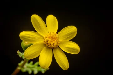 Fototapeten Close up beautiful shot of flower © blackdiamond67