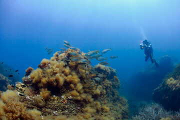 France, Corsica, Scuba diver photographing school of dreamfish (Sarpa salpa)