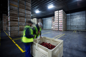 Two workers inspecting apples in distribution warehouse