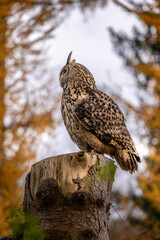 The European eagle owl is one of the largest owls. Here a male owl perches on a wooden stump. His red eyes are literally glowing. The autumnal atmosphere in the forest matches this.