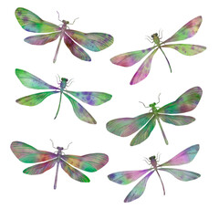 Set of watercolor dragonflies isolated on a white background, multi-colored insects for design and printing