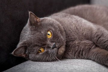 A gray fluffy cat is lying on a gray sofa. Scottish cat is looking at the camera. Banner. A place for text. Close up. Angry cat. The day of the cat. Animal protection day
