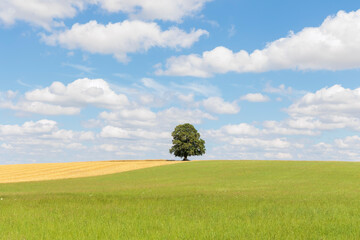 Cumulus cloud in blue sky over green meadow where lonely tree stands