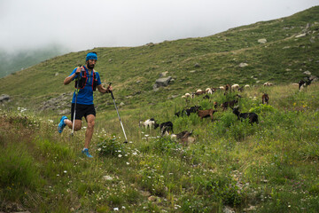 Italy, Alagna, trail runner on the move on alpine meadow