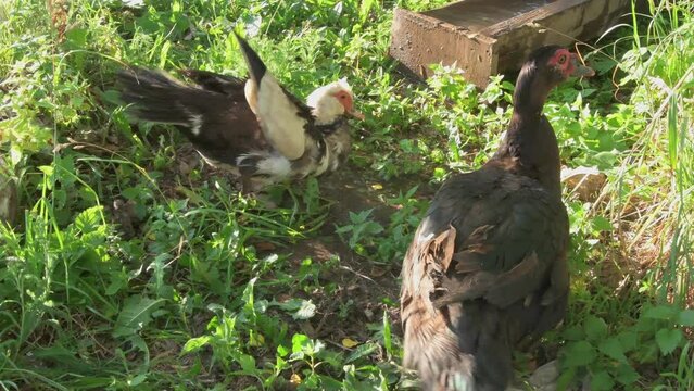 domestic Muscovy ducks ( Cairina moschata) walking in farm yard