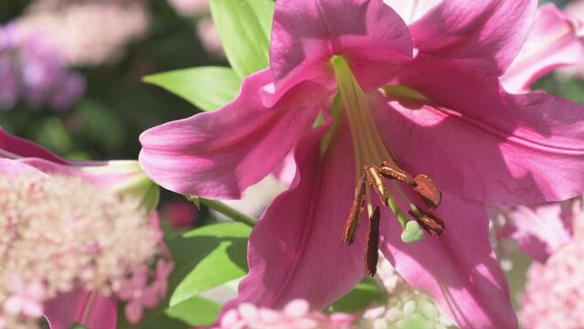 beautiful big cold- pink lily flower blooming in garden. macro footage