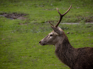 Portrait of a male deer with a single antler in Monfragüe National Park, Cáceres, Spain