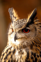 The European eagle owl is one of the largest owls. Here is a beautiful portrait of this wonderful bird. Its red eyes harmonize with the autumnal foliage in the background.