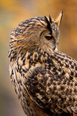 The European eagle owl is one of the largest owls. Here is a beautiful portrait of this wonderful bird. Its red eyes harmonize with the autumnal foliage in the background.