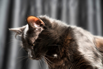 Pet portrait. beautiful black cat with yellow eyes and an attentive look, dark background. black...