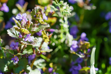 Glechoma hederacea, in the spring on the lawn during flowering. Blue or purple flowers used by the herbalist in alternative medicine f