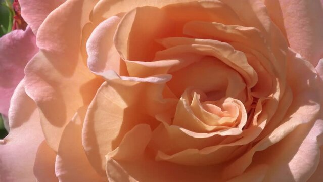 splendid apricot color rose blossom in garden. macro footage. sunny morning