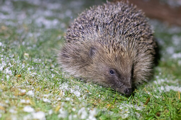 cold hedgehog 