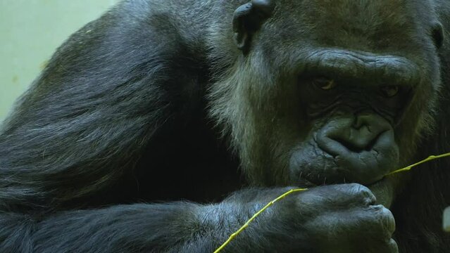 Close view of a Gorilla  head chewing on a stick