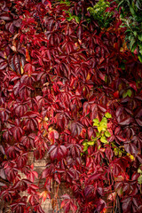 Parthenocissus is a genus of tendril climbing plants in the grape family, Vitaceae.