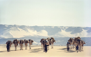 Caravane de sel à Bilma (Niger) - obrazy, fototapety, plakaty