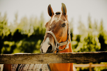 Portrait of a beautiful horse standing in a paddock on a farm on a warm sunny summer day....