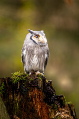 A small white-faced owl sits on a moss-covered trunk. The plumage forms a beautiful contrast to the autumnal forest.