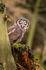 A rare Malayan owl peers out from behind a tree trunk. It stands quietly on a moss-covered trunk in the autumn forest.