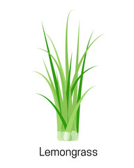 Fresh green bunch of Lemongrass isolated on white background. Lemongrass herb leaves, organic aromatic spices for cooking food, culinary concept. Vector illustration.