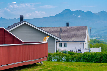 Meer und hohe Berge auf den Lofoten Inseln bei Leknes, eine wunderschöne Landschaft in Norwegen - obrazy, fototapety, plakaty