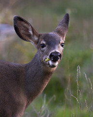 funny photo of a deer eating an apple with the core hanging our of its mouth and looking straight...
