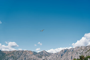Naklejka na ściany i meble Albatross soars in the blue sky against the backdrop of a high mountain range