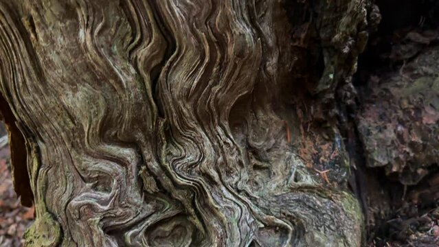 raised patterns on spruce tree trunk