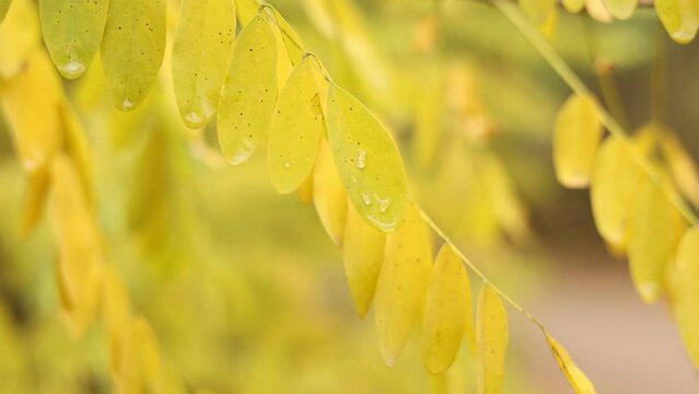 Close up of acacia bright yellow leaves with rain drops moving on wind. Water drops of morning dew on branches leaves of black locust tree. Robinia pseudoacacia. Nature autumn background.