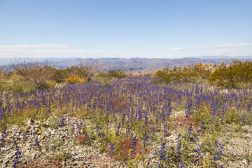 Field of Arizona Lupine in the Mojave desert, wildflowers