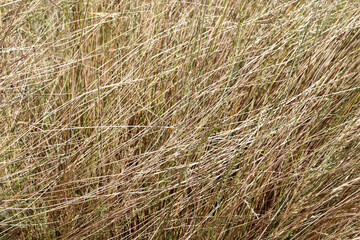 dry grass background